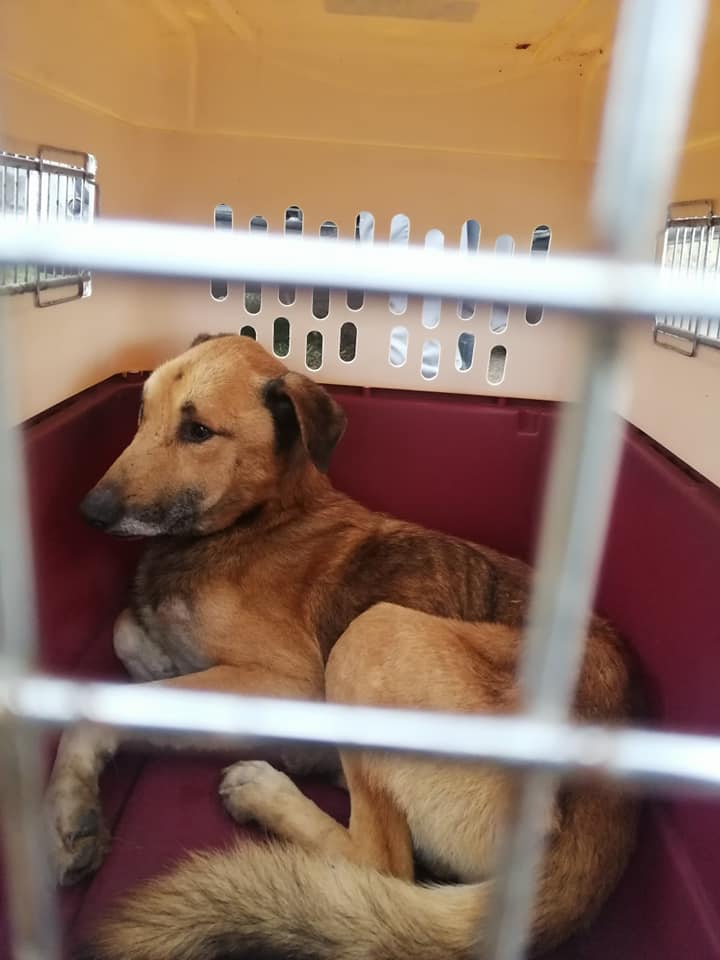 ZNĘCAŁ SIĘ POD OLSZTYNEM NAD 14 PSAMI ZE SZCZEGÓLNYM OKRUCIEŃSTWEM. ODPOWIE PRZED SĄDEM 21 126834641 3260393380735665 6361080860573005821 N