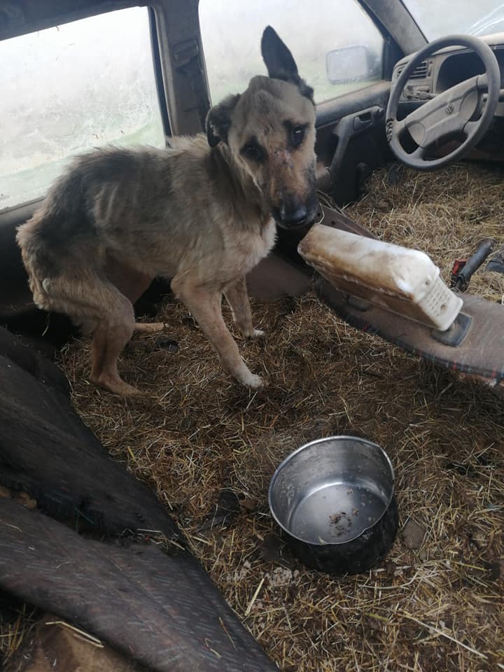 ZNĘCAŁ SIĘ POD OLSZTYNEM NAD 14 PSAMI ZE SZCZEGÓLNYM OKRUCIEŃSTWEM. ODPOWIE PRZED SĄDEM 20 126855375 3260389824069354 9179797483941888696 N