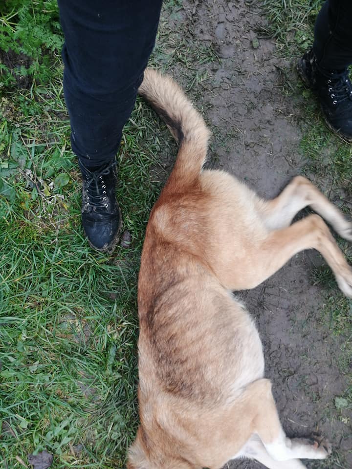 ZNĘCAŁ SIĘ POD OLSZTYNEM NAD 14 PSAMI ZE SZCZEGÓLNYM OKRUCIEŃSTWEM. ODPOWIE PRZED SĄDEM 19 126862875 3260391857402484 6828838719511598724 N