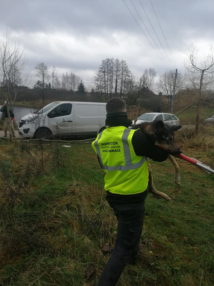 ZNĘCAŁ SIĘ POD OLSZTYNEM NAD 14 PSAMI ZE SZCZEGÓLNYM OKRUCIEŃSTWEM. ODPOWIE PRZED SĄDEM 17 126899165 3260391240735879 2840159117584444423 N