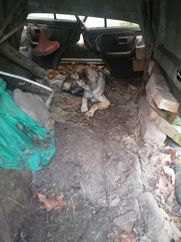 ZNĘCAŁ SIĘ POD OLSZTYNEM NAD 14 PSAMI ZE SZCZEGÓLNYM OKRUCIEŃSTWEM. ODPOWIE PRZED SĄDEM 15 126905686 3260390737402596 1908214959117438886 N