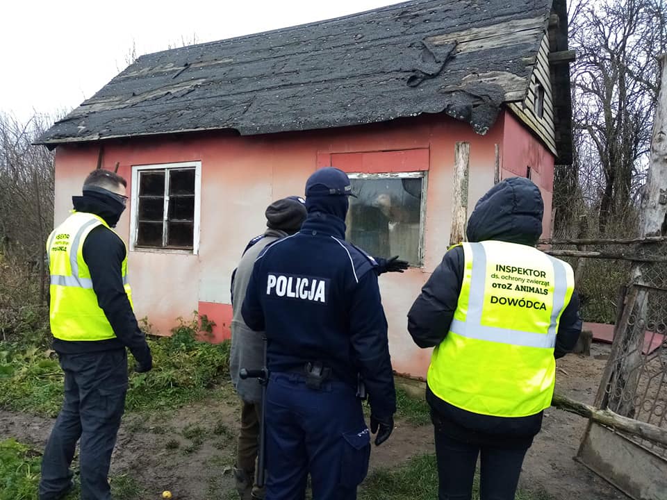 ZNĘCAŁ SIĘ POD OLSZTYNEM NAD 14 PSAMI ZE SZCZEGÓLNYM OKRUCIEŃSTWEM. ODPOWIE PRZED SĄDEM 6 127096182 3260389607402709 942398232748514853 N