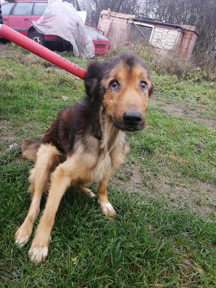 ZNĘCAŁ SIĘ POD OLSZTYNEM NAD 14 PSAMI ZE SZCZEGÓLNYM OKRUCIEŃSTWEM. ODPOWIE PRZED SĄDEM 5 127119920 3260389967402673 9070529656514144600 N