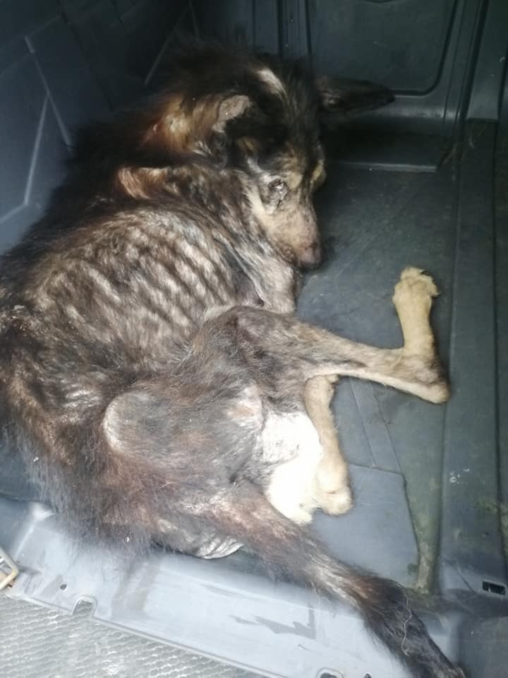 ZNĘCAŁ SIĘ POD OLSZTYNEM NAD 14 PSAMI ZE SZCZEGÓLNYM OKRUCIEŃSTWEM. ODPOWIE PRZED SĄDEM 3 127171008 3260391057402564 716001339327665584 N