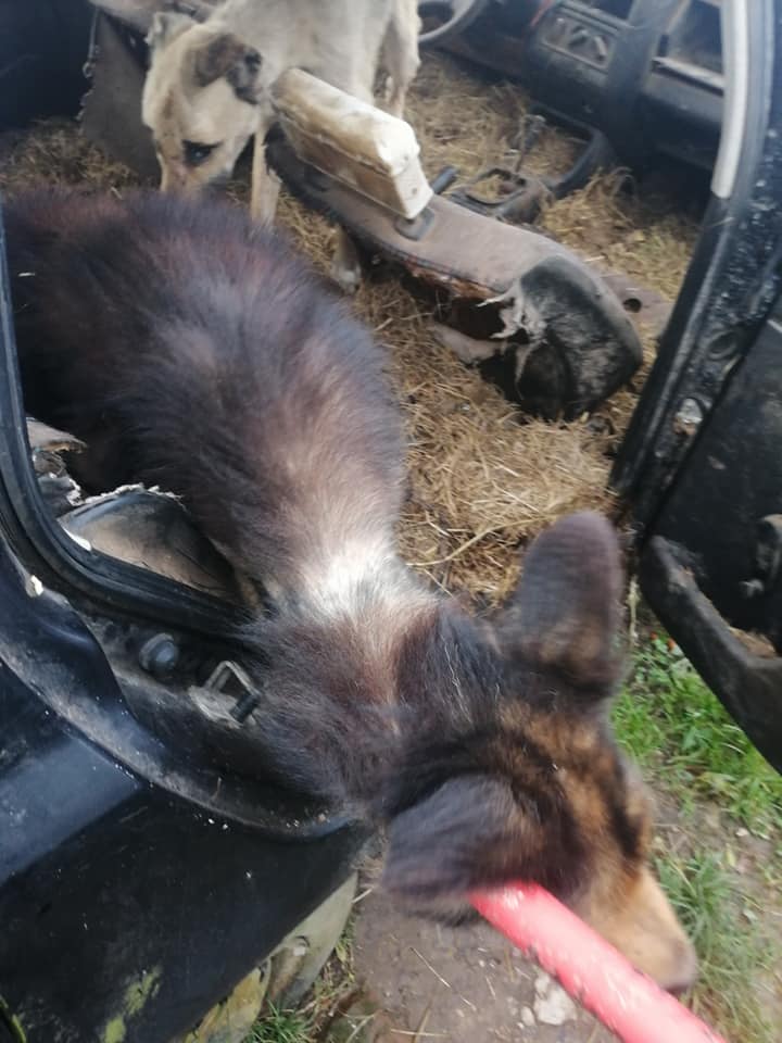 ZNĘCAŁ SIĘ POD OLSZTYNEM NAD 14 PSAMI ZE SZCZEGÓLNYM OKRUCIEŃSTWEM. ODPOWIE PRZED SĄDEM 2 127251014 3260390150735988 2918608395070578748 N