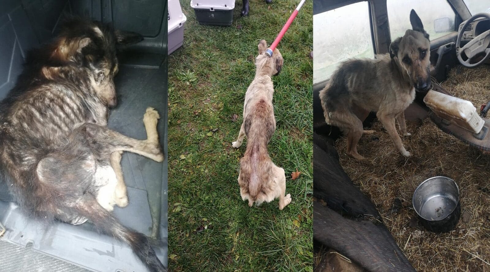 ZNĘCAŁ SIĘ POD OLSZTYNEM NAD 14 PSAMI ZE SZCZEGÓLNYM OKRUCIEŃSTWEM. ODPOWIE PRZED SĄDEM 1 Psy Slijder