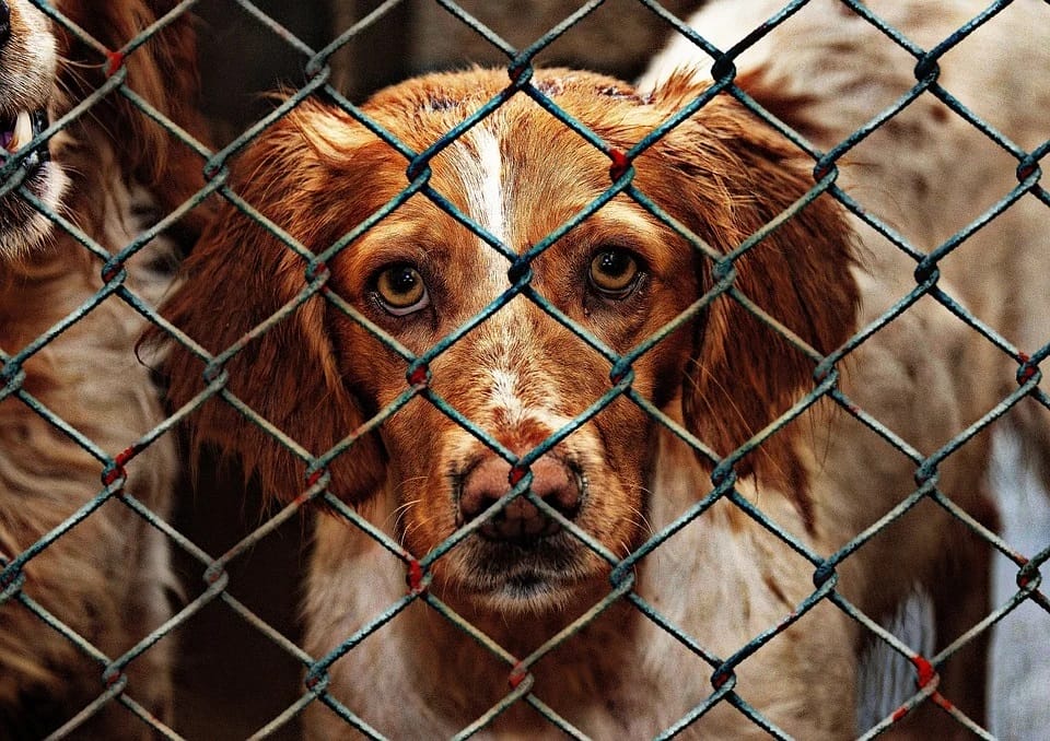 Animal Welfare 1116205 960 720