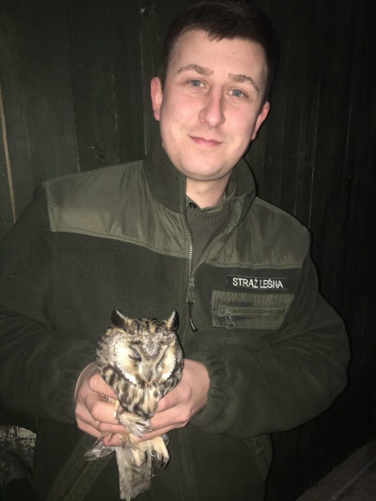 SOWA USZATKA URATOWANA DZIĘKI PANI DANUSI Z MORĄGA 3 Img 3757