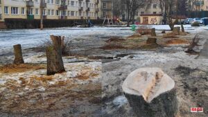 WYCIĘTO DRZEWA PRZED PRZEDSZKOLEM PRZY UL KOPERNIKA W OSTRÓDZIE! MA TO ZWIĄZEK Z PLANOWANĄ BUDOWĄ ŻŁOBKA 15 Drzewa Sl