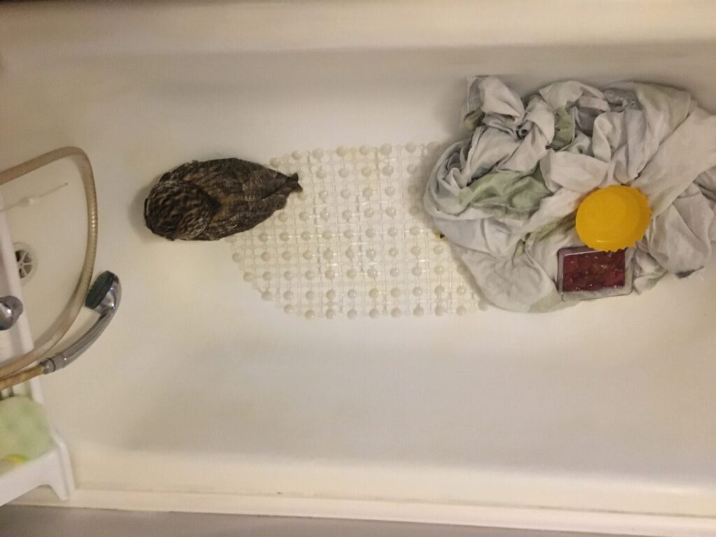 SOWA USZATKA URATOWANA DZIĘKI PANI DANUSI Z MORĄGA 2 Image Gallery 31