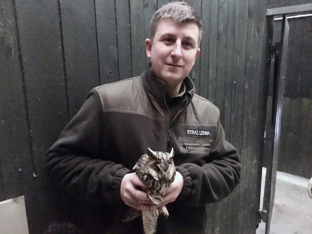 SOWA USZATKA URATOWANA DZIĘKI PANI DANUSI Z MORĄGA 4 Image Gallery 32