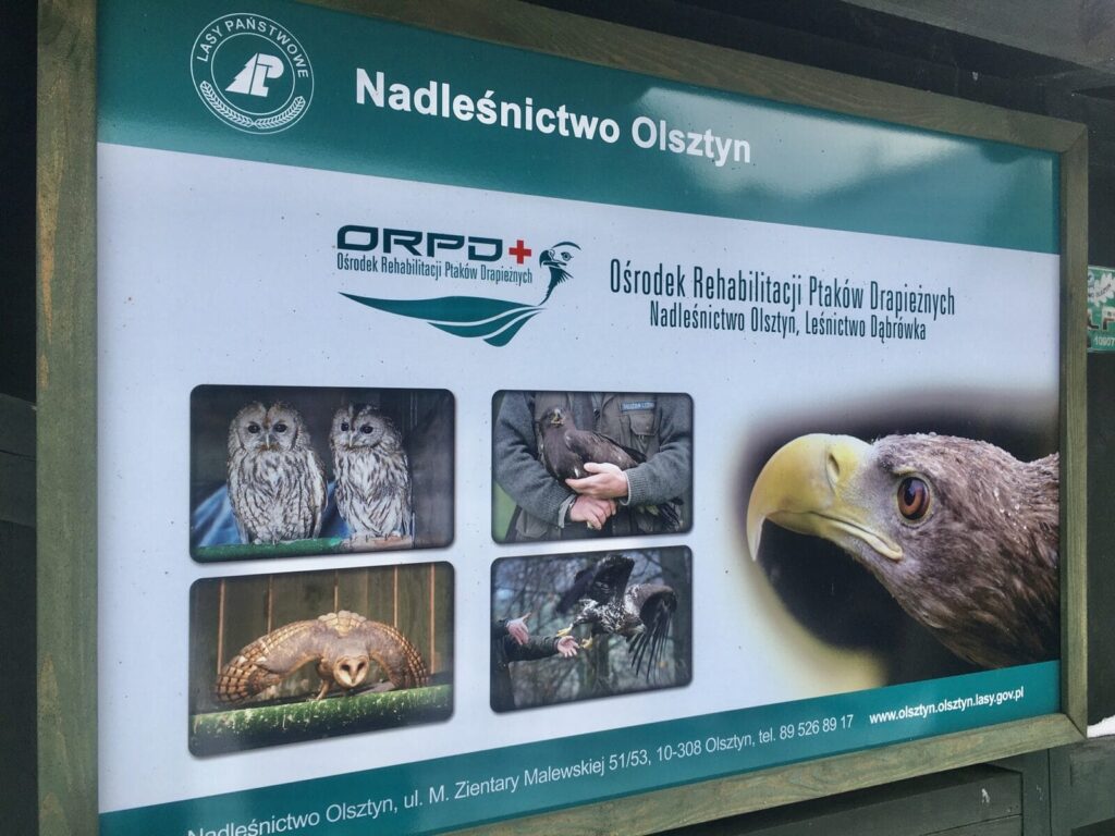 SOWA USZATKA URATOWANA DZIĘKI PANI DANUSI Z MORĄGA 5 Image Gallery 33