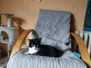 W Dniu Kota pamiętajcie o ostródzkich tygrysach. Adopcja to największa pomoc 16 Kociarnia 1