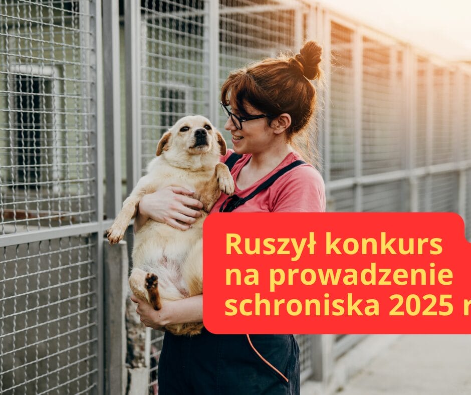 Kto poprowadzi ostródzkie schronisko? Miasto szuka operatora wśród organizacji pozarządowych. 1 Ruszyl Przetarg Na Orga 1