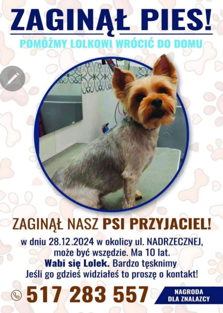 Znaleziono psa w dramatycznym stanie w Łukcie – apel o pomoc i ściganie sprawcy 7 Lolek Pies