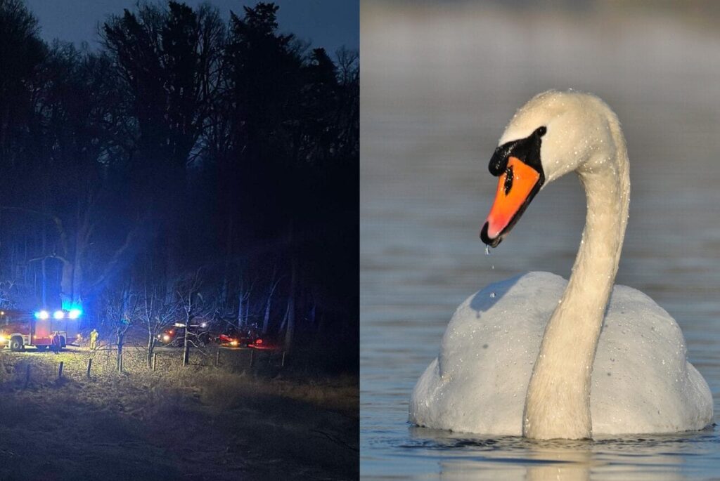 Tragedia na Jeziorze – Łabędzie uwięzione w sieciach kłusowników walczyły o życie 14 Łabędzie uwięzione w sieci kłusowników