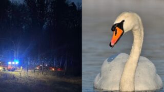 Łabędzie uwięzione w sieci kłusowników