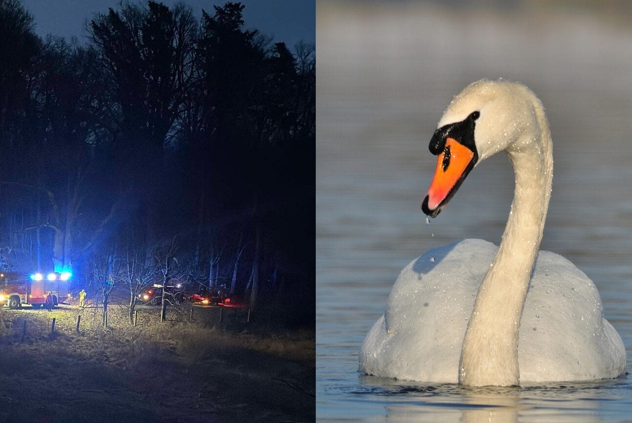 Tragedia na Jeziorze – Łabędzie uwięzione w sieciach kłusowników walczyły o życie 1 Łabędzie Uwięzione W Sieci Kłusowników