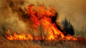 Trawy znów w ogniu. Strażacy nie mają chwili wytchnienia 16 Pozar Trawy