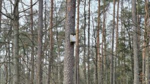 Leśne mieszkania już czekają na nowe ptasie pokolenie. 16 Drzewa Nadlesnictwo Milomlyn 1 Czolo