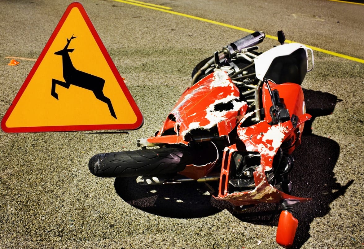 Gmina Ostróda: Zderzenie motocykla z sarną na drodze wojewódzkiej 537. 1 Wypadek Motocykl