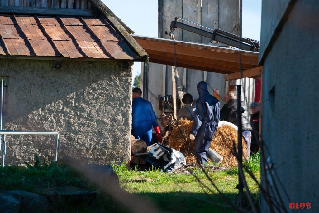 Idzbark Zwierzeta Padle 2