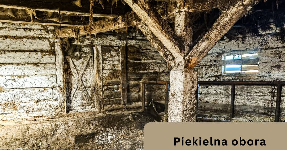 Makabra w Idzbarku. Zwierzęta konały w odchodach. "To nie był rolnik. To był kat." 1 Piekielna Obora 1200 X 630