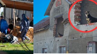 Ocalał tylko pies. Zwierzęta konające w odchodach w Idzbarku. Makabryczne szczegóły interwencji
