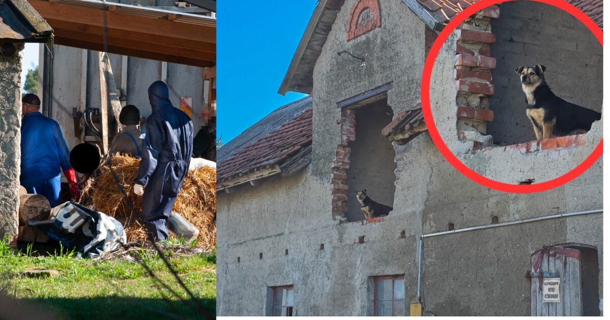Ocalał Tylko Pies. Zwierzęta Konające W Odchodach W Idzbarku. Makabryczne Szczegóły Interwencji