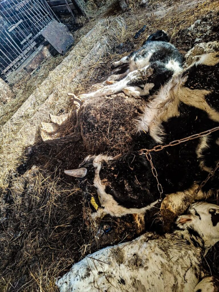 Idzbark Znęcanie Nad Zwierzętami