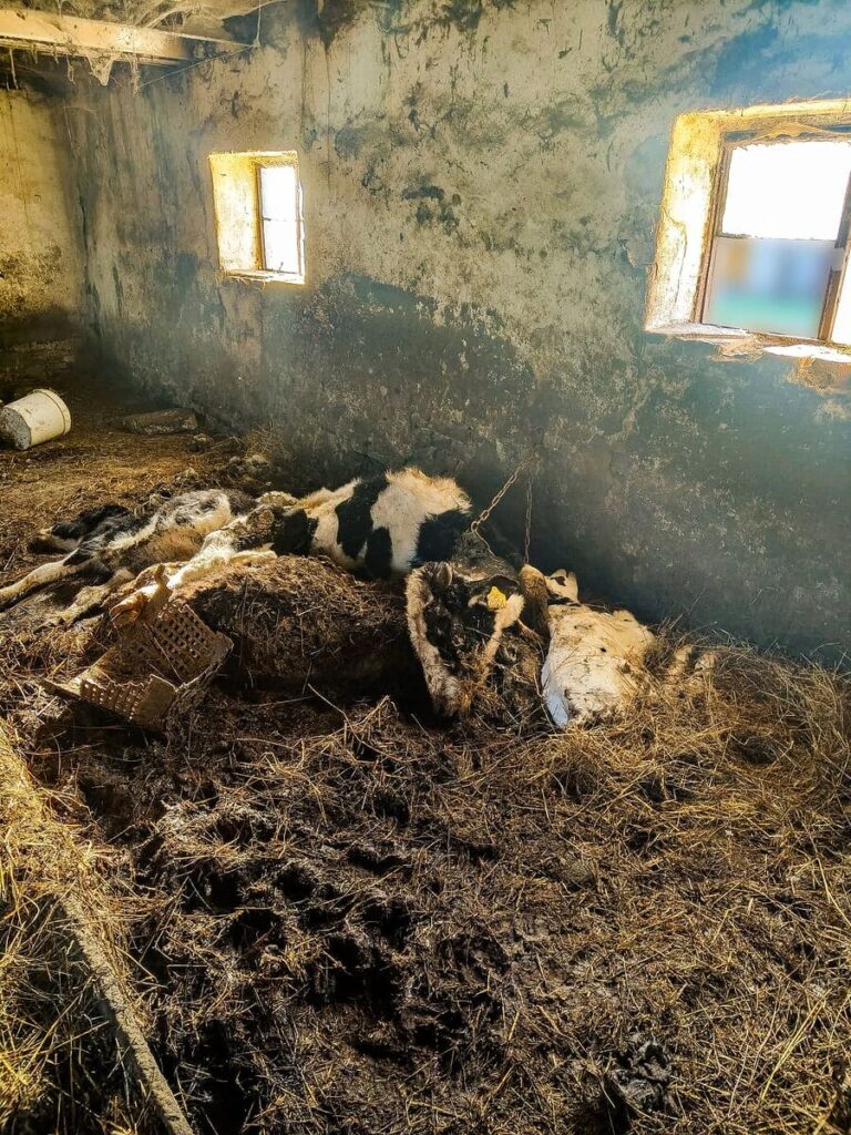 Makabra w Idzbarku. Zwierzęta konały w odchodach. "To nie był rolnik. To był kat." 4 Tragedia W Idzbarku 3