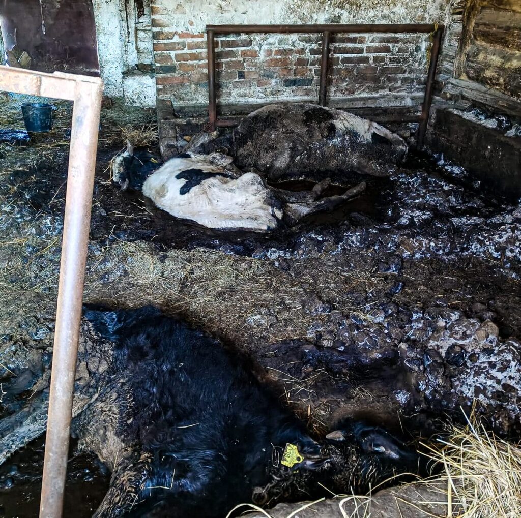 Makabra w Idzbarku. Zwierzęta konały w odchodach. "To nie był rolnik. To był kat." 7 Tragedia W Idzbarku 5
