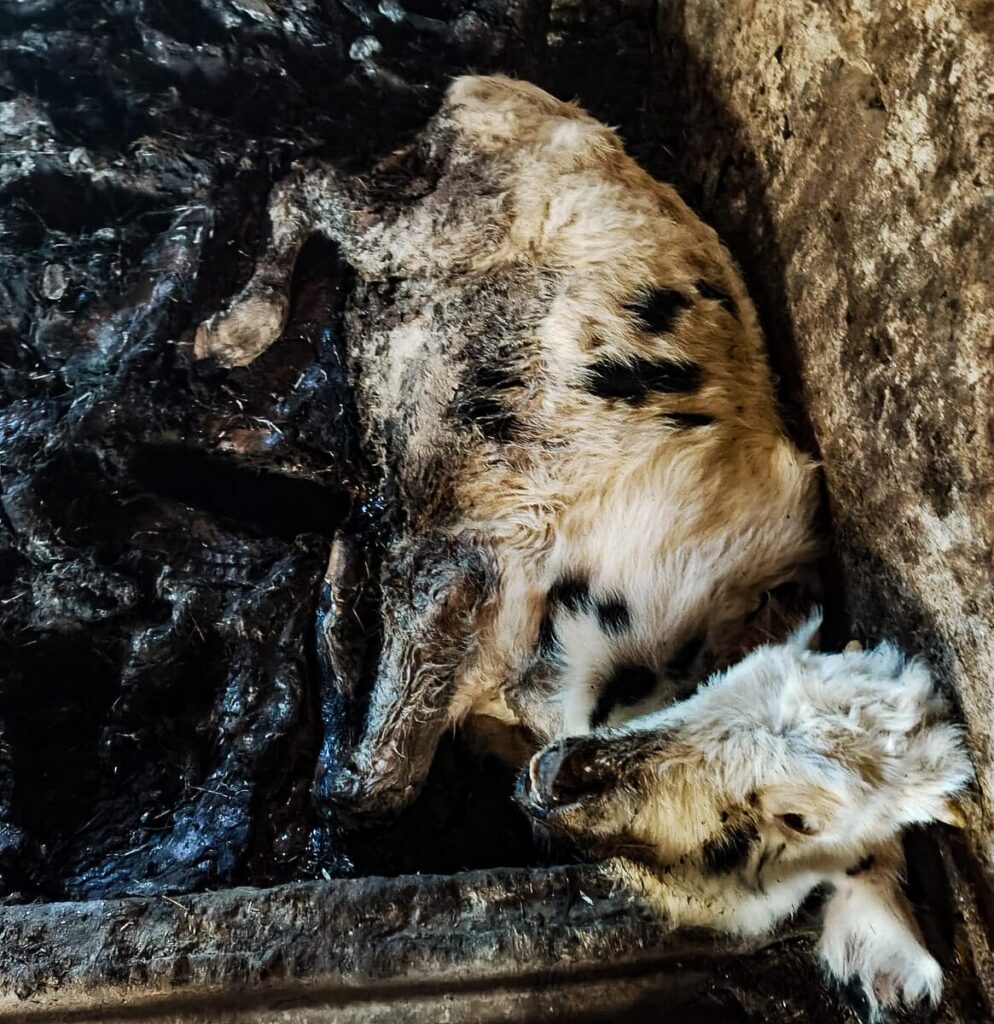 Makabra w Idzbarku. Zwierzęta konały w odchodach. "To nie był rolnik. To był kat." 5 Tragedia W Idzbarku 6
