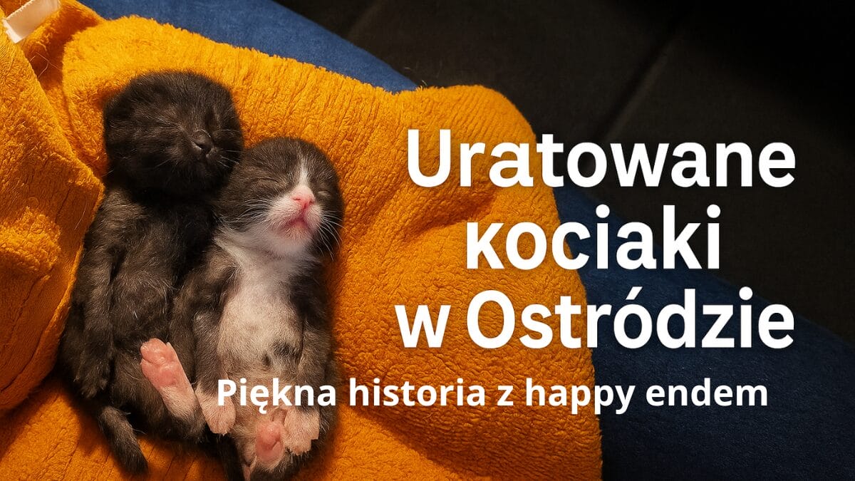 Uratowane Kociaki W Ostródzie