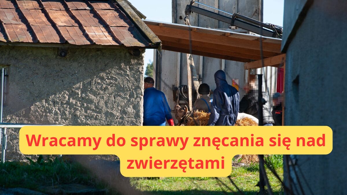Idzbark: Co grozi właścicielowi „gospodarstwa grozy” za znęcanie się nad zwierzętami? 1 Znęcanie Się Nad Zwierzętami