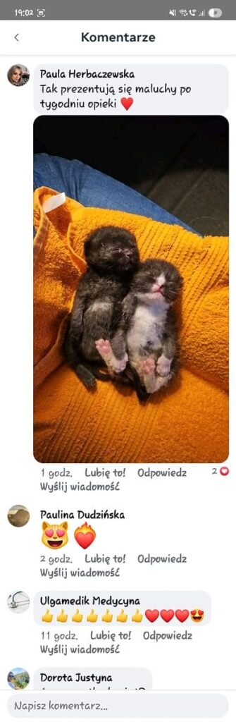 Uratowane Kociaki W Ostródzie