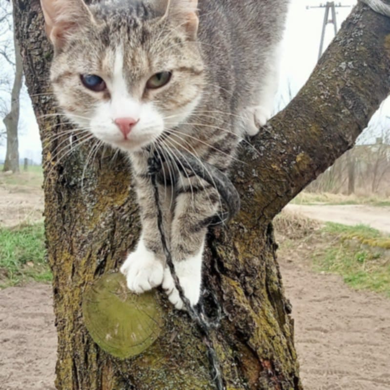 Animalsi interweniowali u Pani Janiny. Spór wyjaśni policja, prokurator i sąd! 6 Kasia