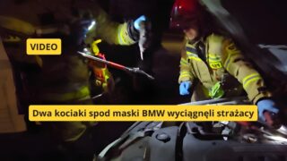 Strażacy uratowali kociaki w Ostródzie