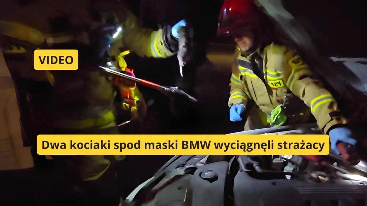 Strażacy Ratują Kocięta