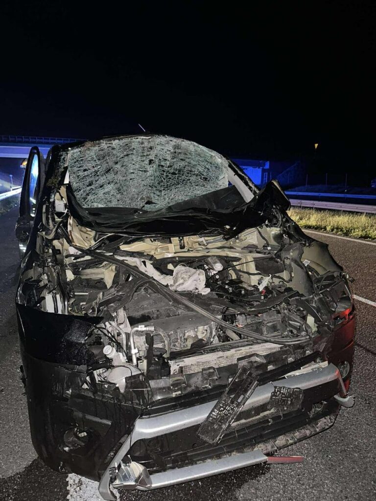 Dwa nocne wypadki na S7. Łosie biegały po drodze! 14 Losie 4
