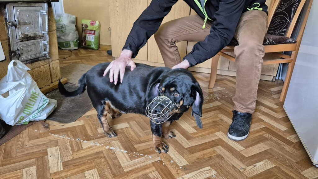 Animalsi interweniowali u Pani Janiny. Spór wyjaśni policja, prokurator i sąd! 5 Marnowo 4
