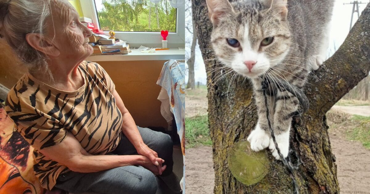 Animalsi interweniowali u Pani Janiny. Spór wyjaśni policja, prokurator i sąd! 1 Prokurator Sprawdza, Czy 78-Letnia Pani Janina Z Marynowa Znęcała Się Nad Kotem.