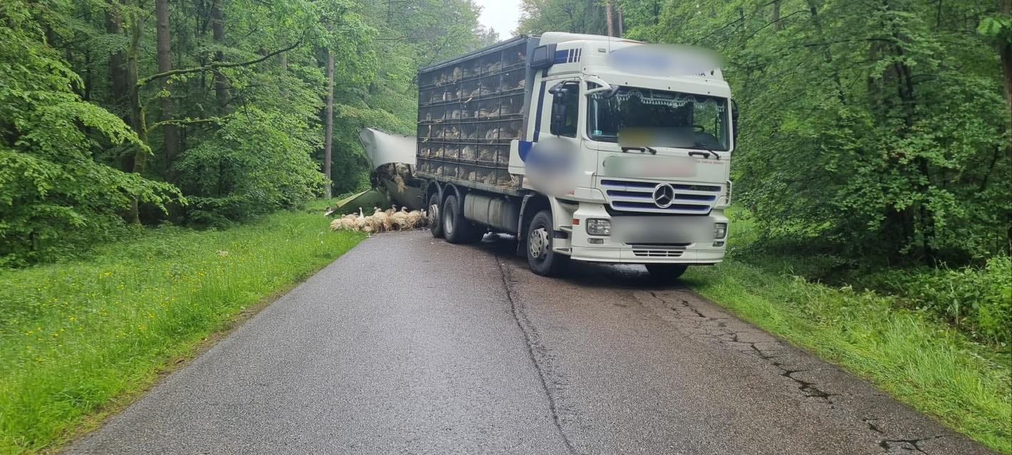 Mijanka ciężarówki z busem. Indyki biegają po drodze 1 Indyki