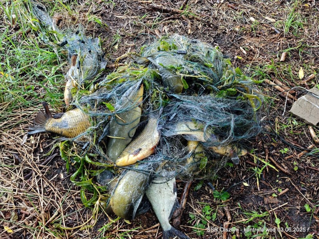 Straż rybacka w akcji! Kłusownicy złapani na gorącym uczynku 18 Klusownicy 5
