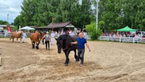 Wystawa Koni Szyldak 19