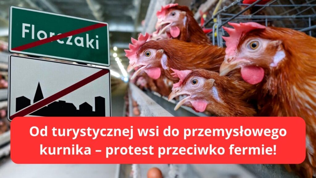 Florczaki kontra ferma kur – mieszkańcy nie chcą 60 tys. kur w turystycznej wsi 17 Florczaki Od turystycznej wsi do przemysłowego kurnika – protest przeciwko fermie!