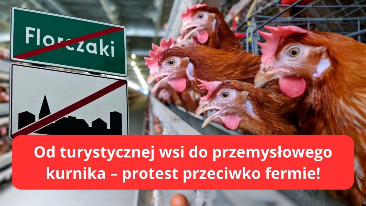 Florczaki kontra ferma kur – mieszkańcy nie chcą 60 tys. kur w turystycznej wsi 1 Florczaki Od Turystycznej Wsi Do Przemysłowego Kurnika – Protest Przeciwko Fermie!