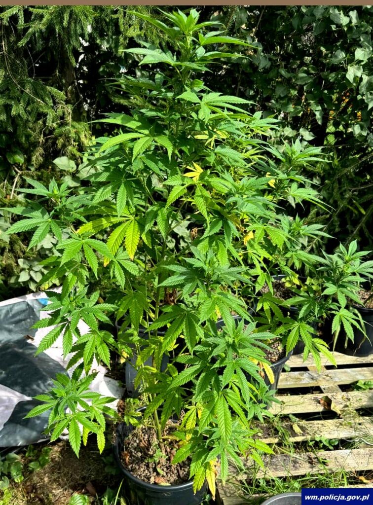 Domowa plantacja marihuany zamknięta! Policjanci z Iławy na gościnnej akcji 4 Domowa Plantacja Marihuany Zamknięta! Policjanci Z Iławy Na Gościnnej Akcji