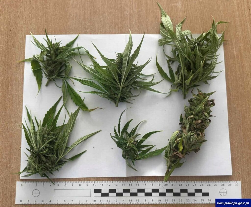 Domowa plantacja marihuany zamknięta! Policjanci z Iławy na gościnnej akcji 3 Domowa Plantacja Marihuany Zamknięta! Policjanci Z Iławy Na Gościnnej Akcji