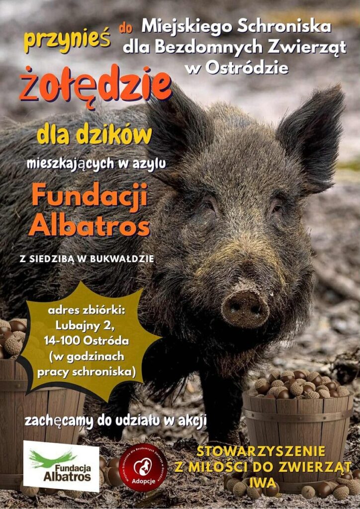 Nakarm Dzika Z Bukwałdu. Trwa Zbiórka Żołędzi Dla Dzików!